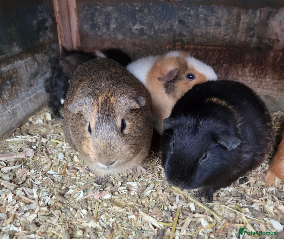Guinea Pig rodents for sale: Variety of young guinea pigs - Advert 3