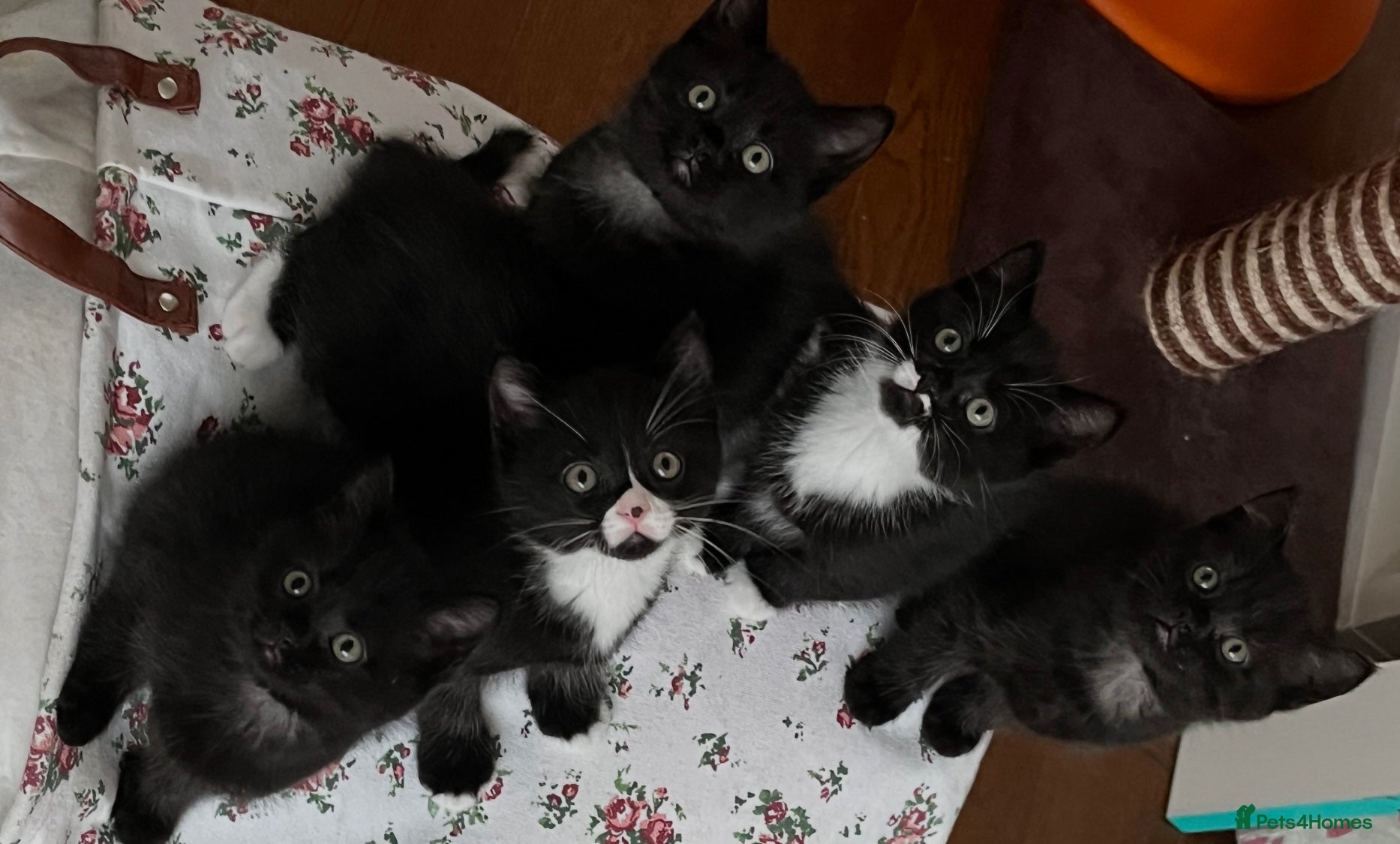 British Shorthair cats British Shorthair Cross Kittens Ready 31/12/2025 - Advert 9