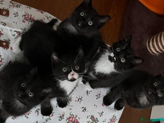 British Shorthair cats British Shorthair Cross Kittens Ready 31/12/2025 - Advert 9