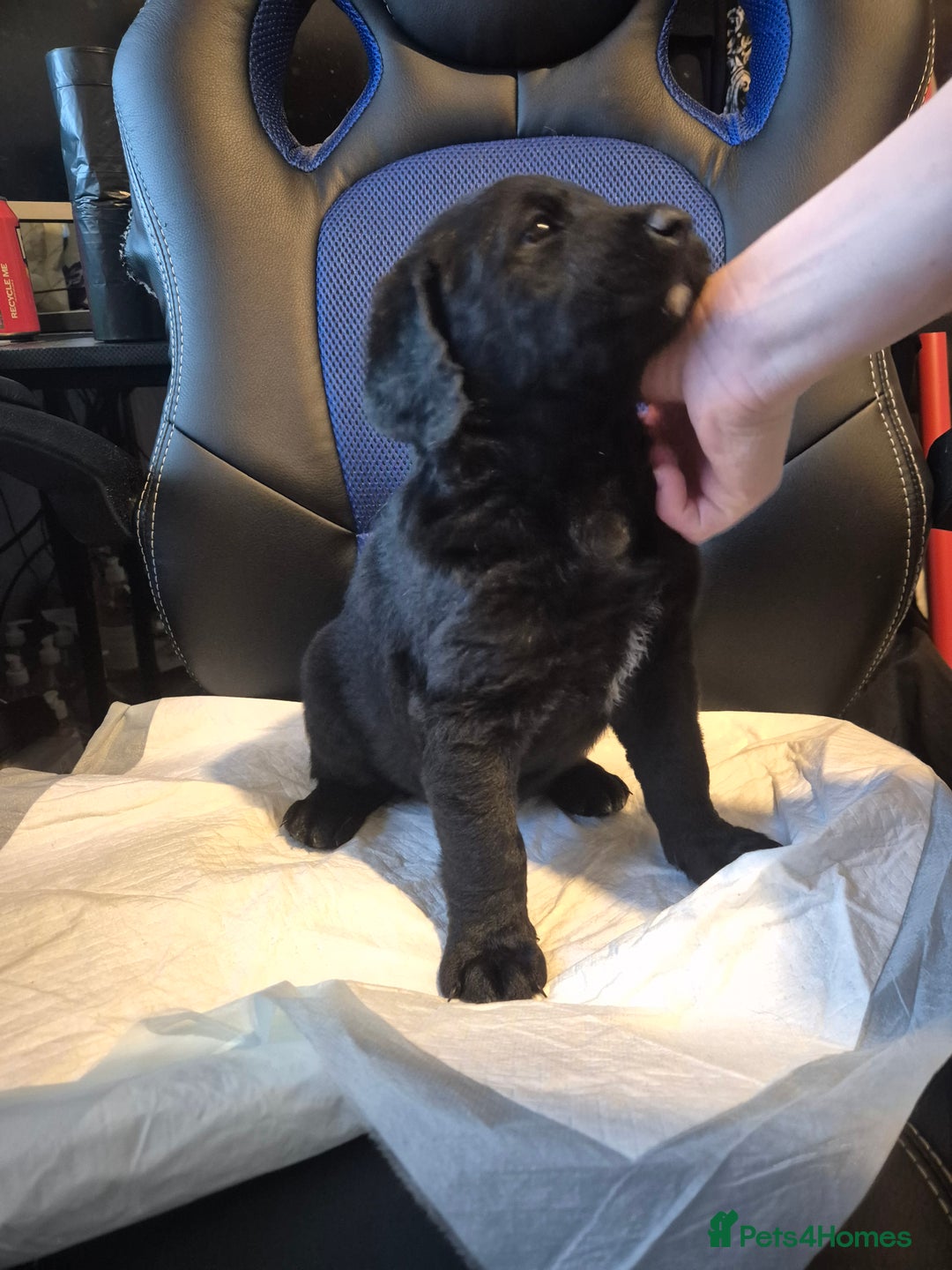 Mixed Breed dogs for sale: Stunning Litter of Labradoodle x Pyrenees - Advert 14