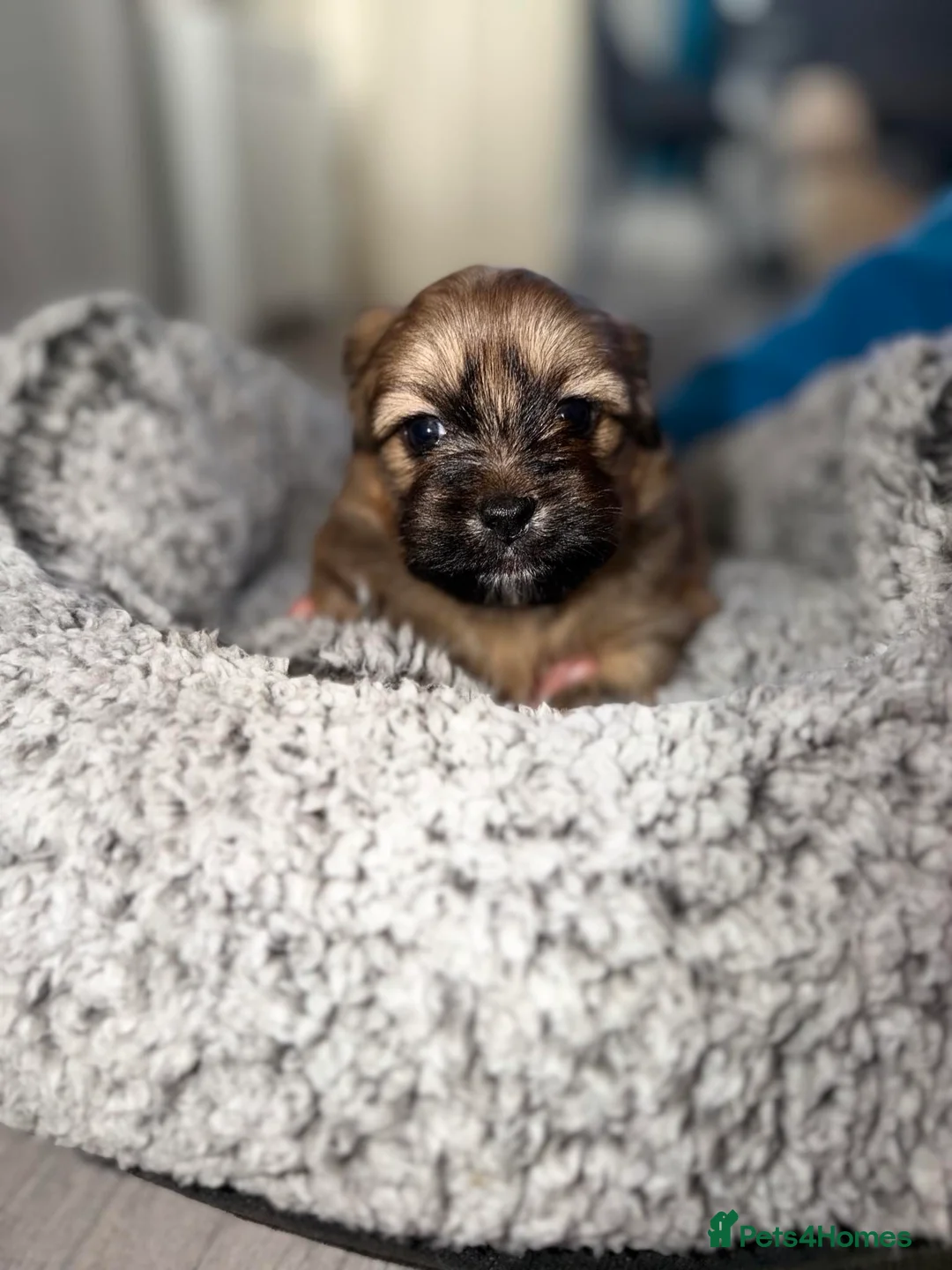 Mixed Breed dogs for sale: La-pom  pups , one boy still available  - Advert 26