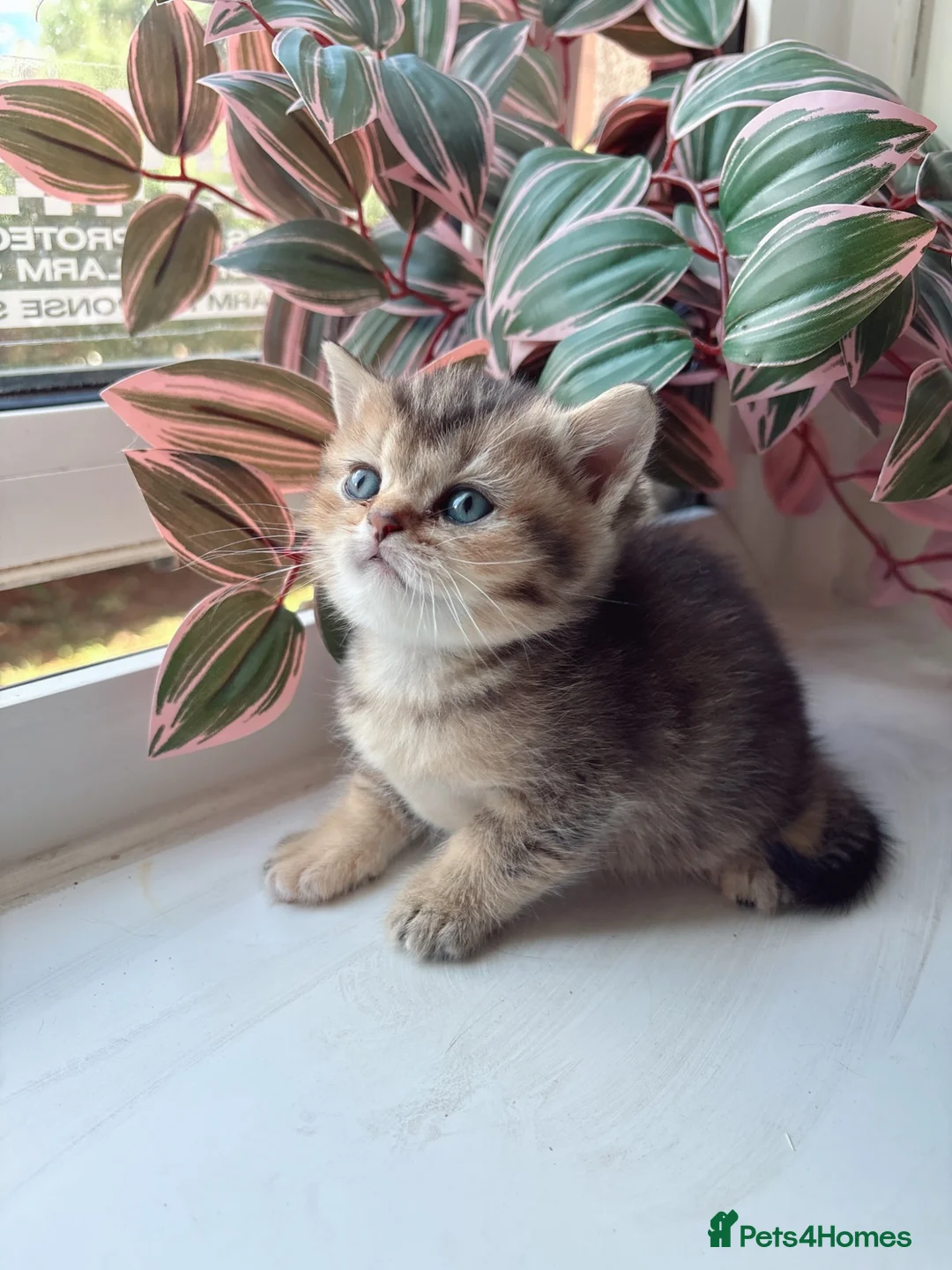 British Shorthair cats for sale: British shorthair golden shaded - Advert 10
