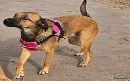 Mixed Breed dogs for adoption: BETSY-2yrs, 22kg, loves dogs/well trained/playful - Image 7