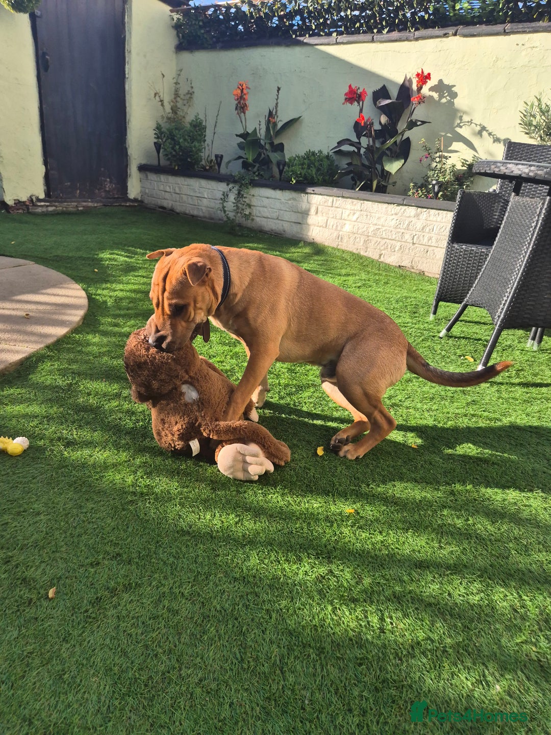 Mixed Breed dogs for sale: English bull terrier x shar pei - Image 2