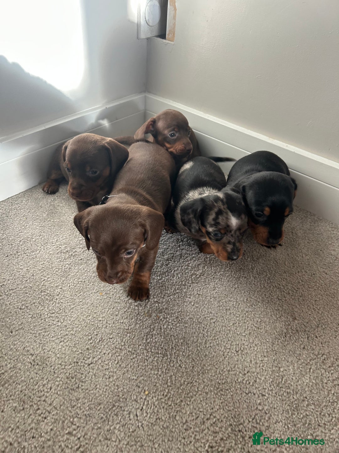 Miniature Dachshund dogs for sale: Miniature Dachshund babies  - Advert 12