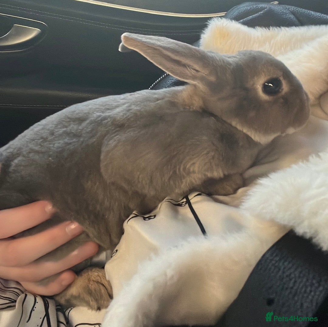 Rex rabbits for sale: blue mini rex  - Advert 3