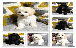Maltipoo dogs for sale: Beautiful Maltipoo💙 boys and girls❤️ pra clear in Newark - Image 1