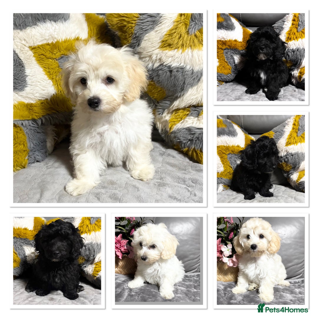 Maltipoo dogs for sale: Beautiful Maltipoo💙 boys and girls❤️ pra clear in Newark - Image 1