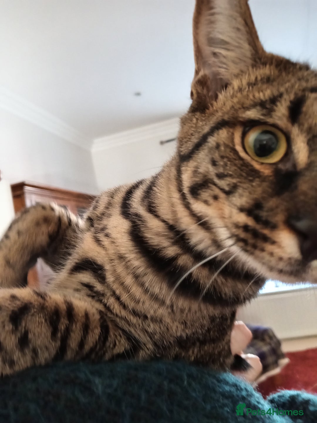 Savannah cats for sale: Large TICA Registered Spotted Savannah Boy Kitten  - Image 5