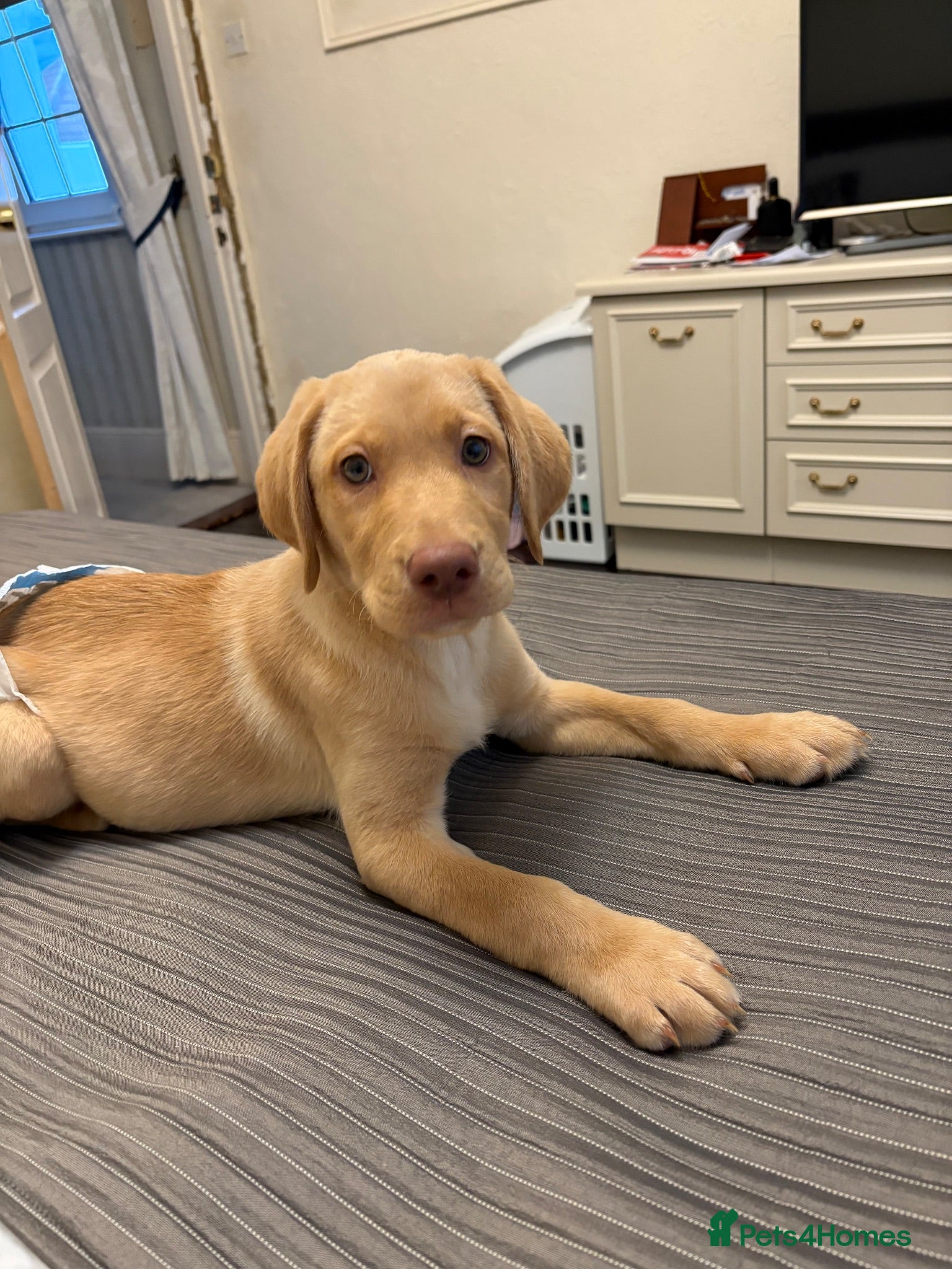 Labrador Retriever dogs Milo  - Advert 1