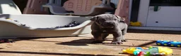 Cane Corso dogs for sale: Quality cane corso puppies - limited available  - Advert 4