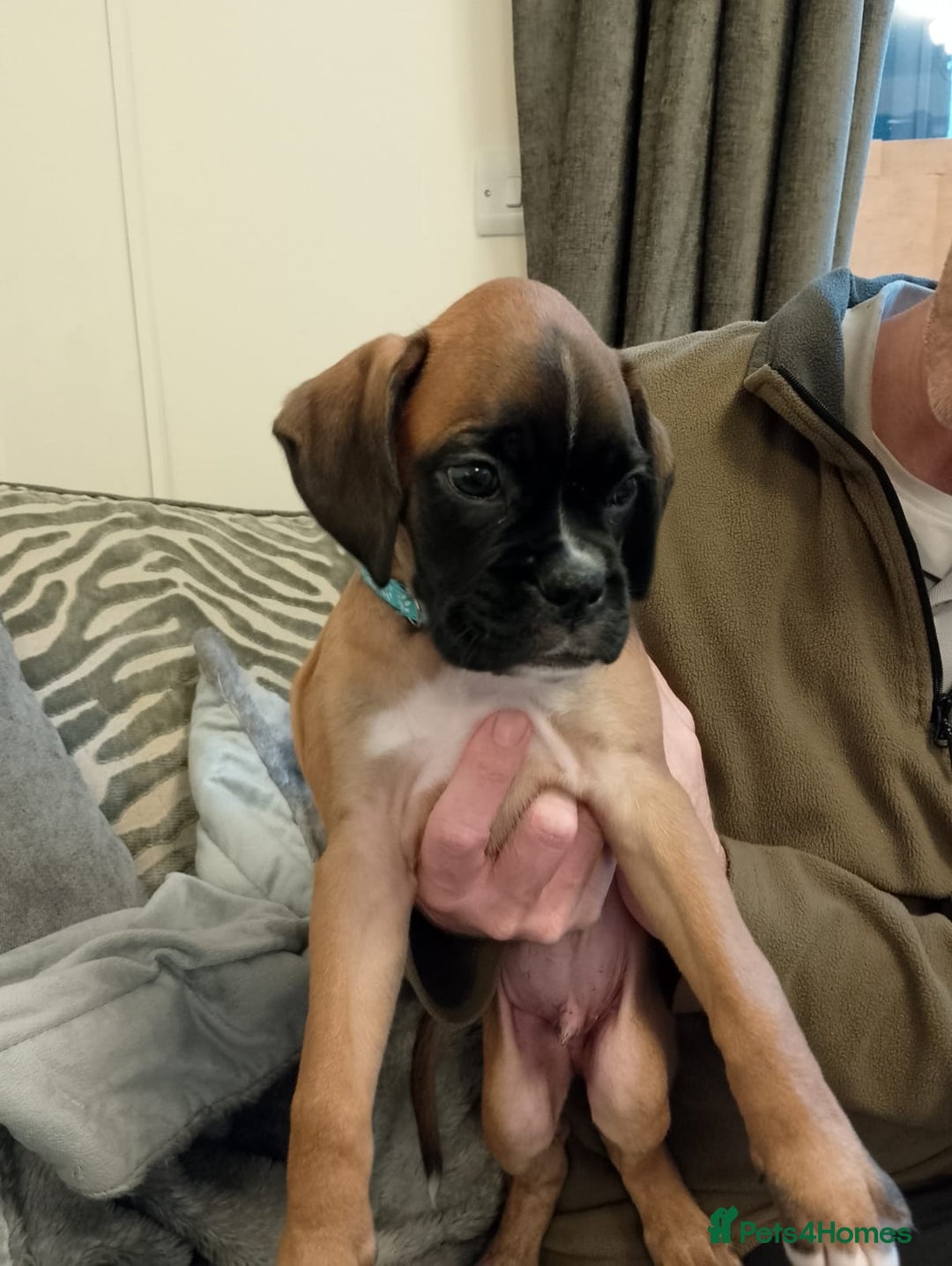 Boxer dogs for sale: Boxer Puppies  - Advert 32