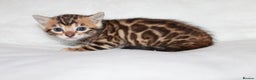 Bengal cats for sale: Gorgeous TICA Bengal Kittens - Ready 15/01/2026 - Advert 1