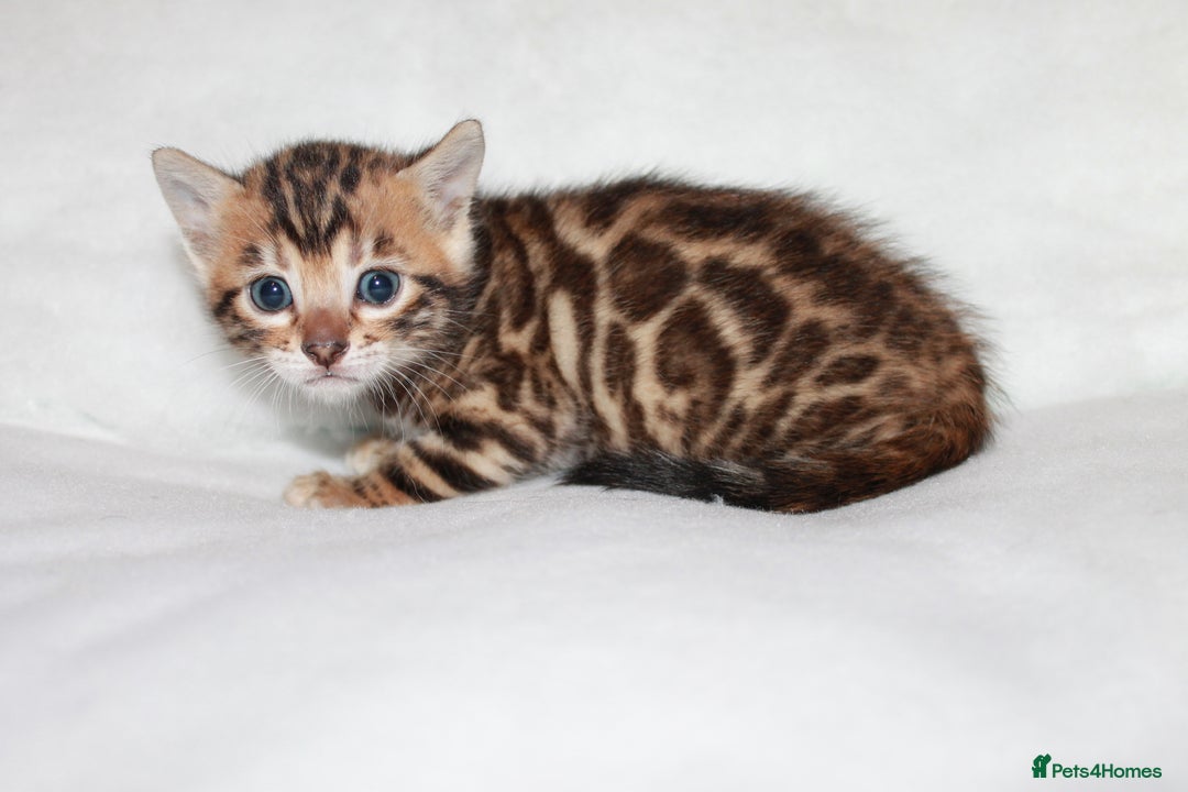 Bengal cats for sale: Gorgeous TICA Bengal Kittens - Ready 15/01/2026 - Advert 1
