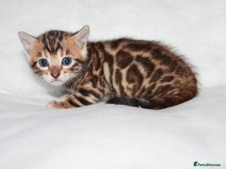 Bengal cats Gorgeous TICA Bengal Kittens - Ready 15/01/2026 - Advert 4