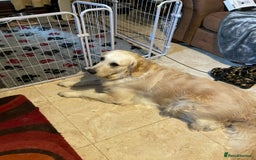 Golden Retriever dogs for sale: Rare & wonderful petite golden retrievers - Image 31
