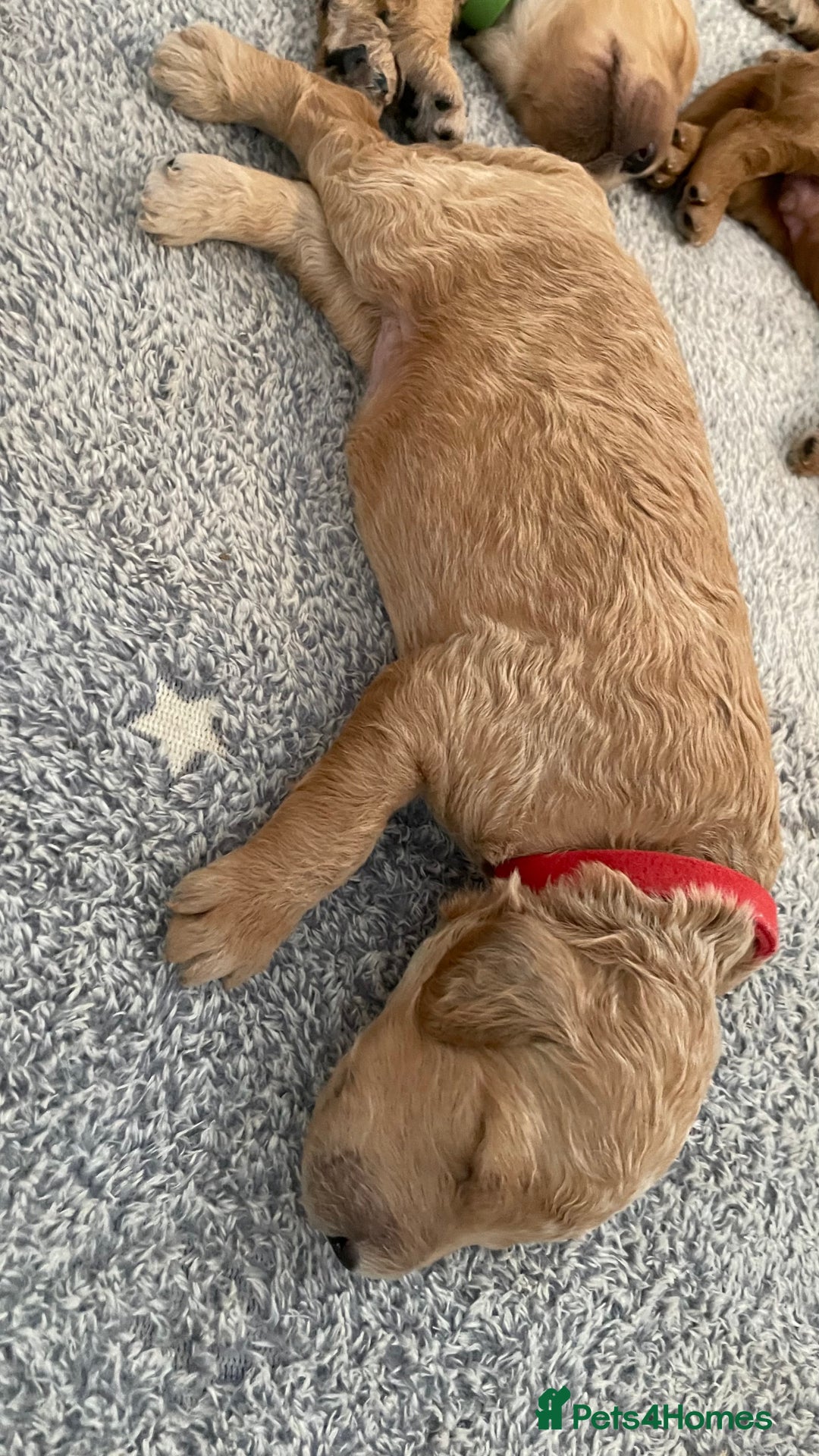 Goldendoodle dogs for sale: F1b Goldendoodles available for reservation - Image 4