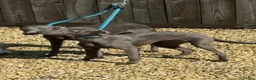 Whippet dogs for sale: 10 Month Old Whippet Bitch - Advert 2