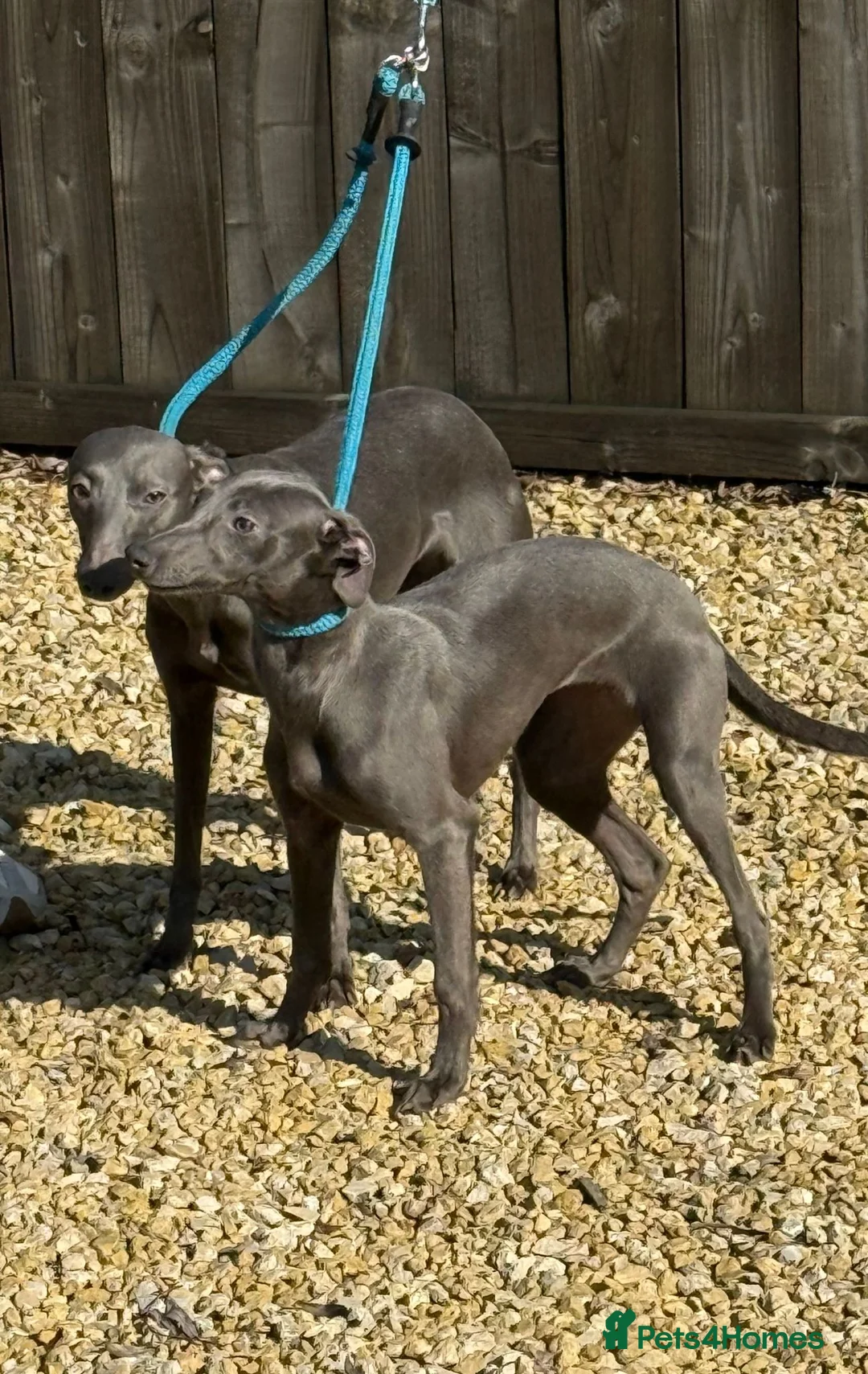 Whippet dogs for sale: 10 Month Old Whippet Bitch - Advert 2