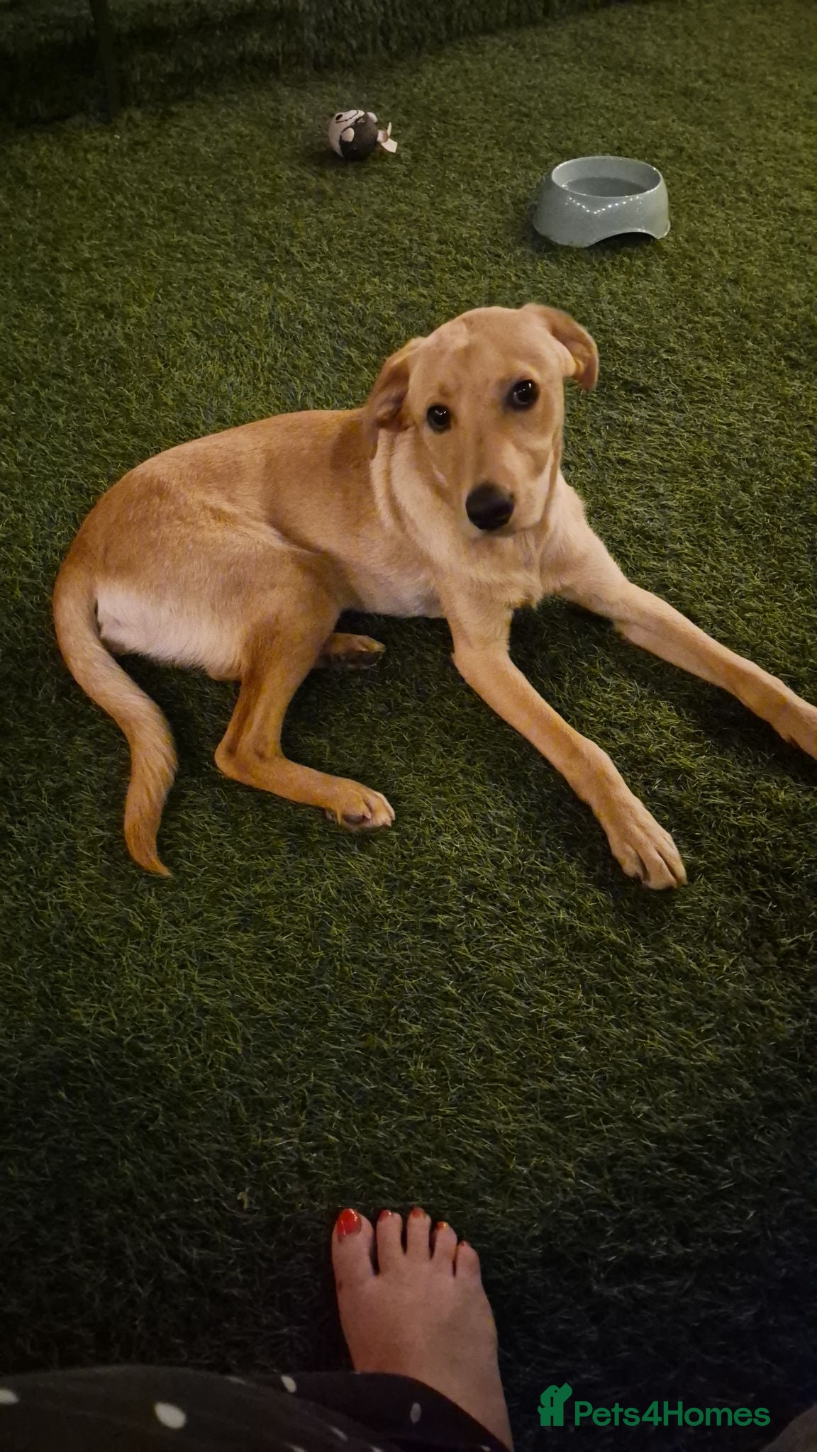Labrador Retriever dogs Labrador for reluctant sale - Advert 1