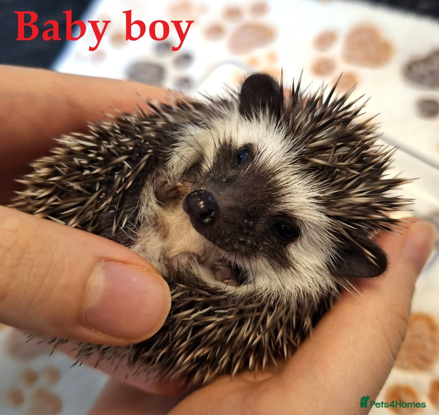 Pygmy Hedgehog rodents Pygmy hedgehogs, 1 boy left - Advert 2