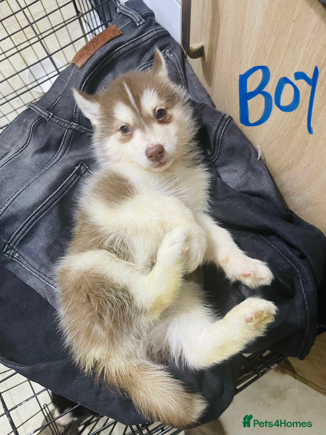 Siberian Husky dogs for sale: Huskies pups for sale - Advert 5