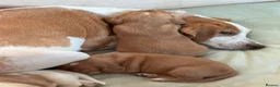 Bocker dogs for sale: Bocker puppies for sale - Advert 9