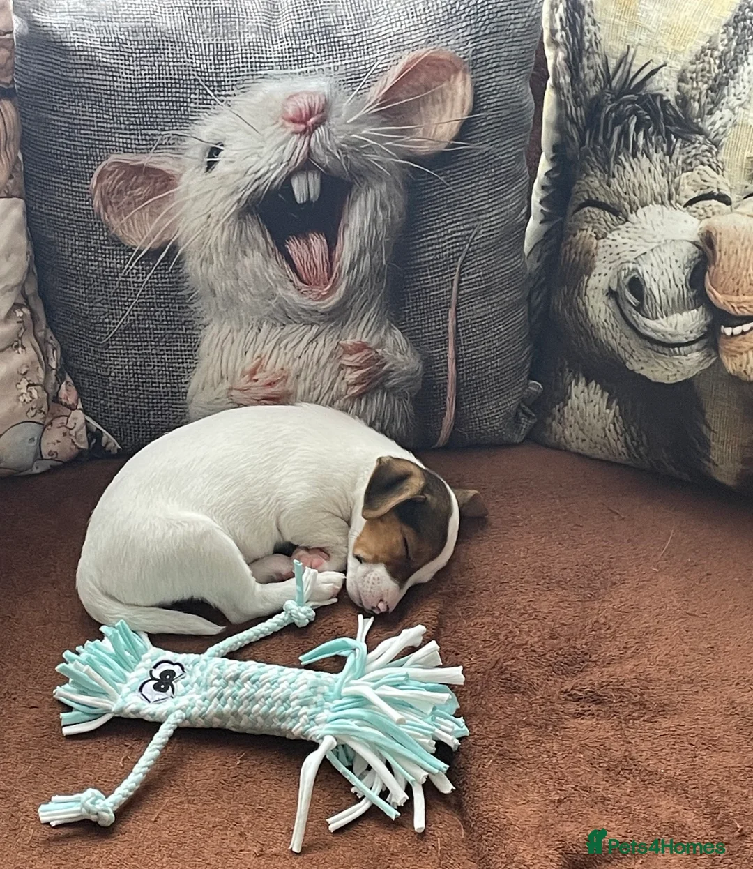 Jack Russell dogs for sale: Jack Russel puppy - Advert 2
