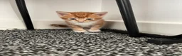 Mixed Breed cats for sale: Gorgeous kittens in Bonnybridge - Advert 4