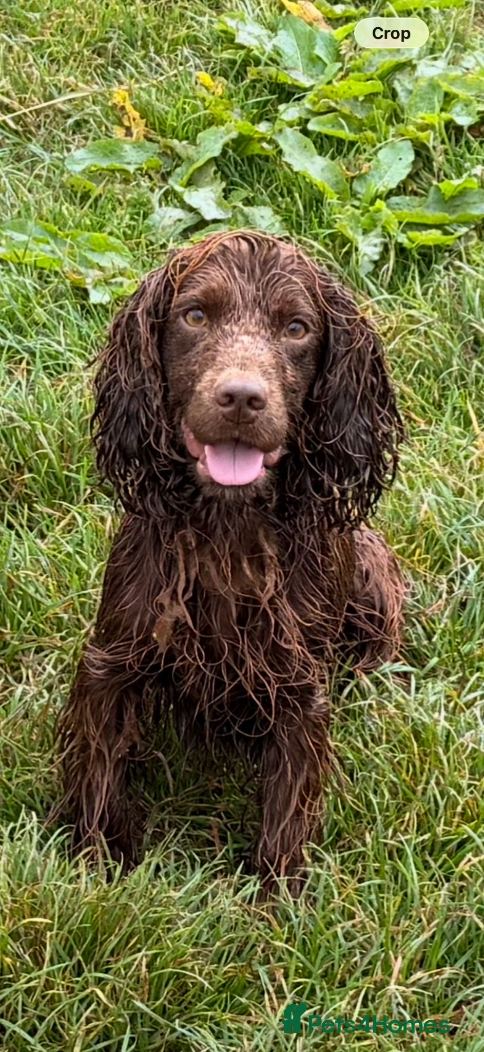 Cocker Spaniel dogs 3 Year old cocker dog  - Advert 3