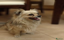 Pekingese dogs for adoption: 💖🐶 ROSA 🐶💖 - Image 6