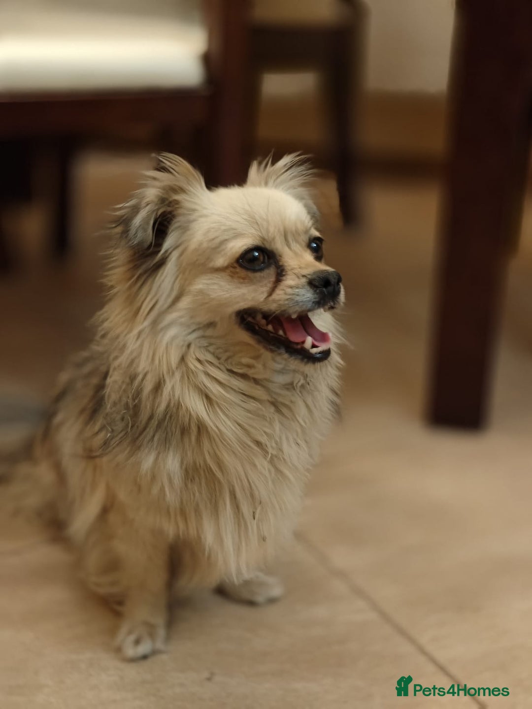 Pekingese dogs for adoption: 💖🐶 ROSA 🐶💖 - Image 6