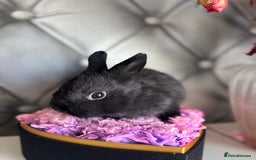 Netherland Dwarf rabbits for sale: rochelles_rabbits pure ND babies for sale - Image 20