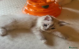 Ragdoll cats for sale:  ragdoll - Image 3