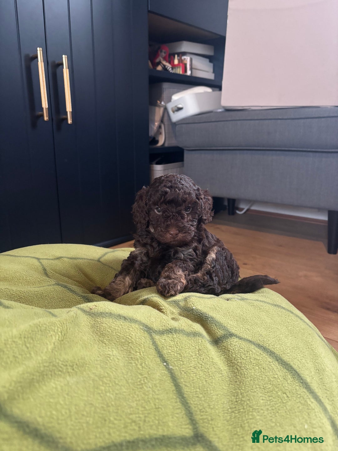 Cockapoo dogs for sale: Female cockapoo puppy brown and tan - Advert 4