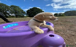 Golden Retriever dogs for sale: Golden Retriever Puppies - Image 4