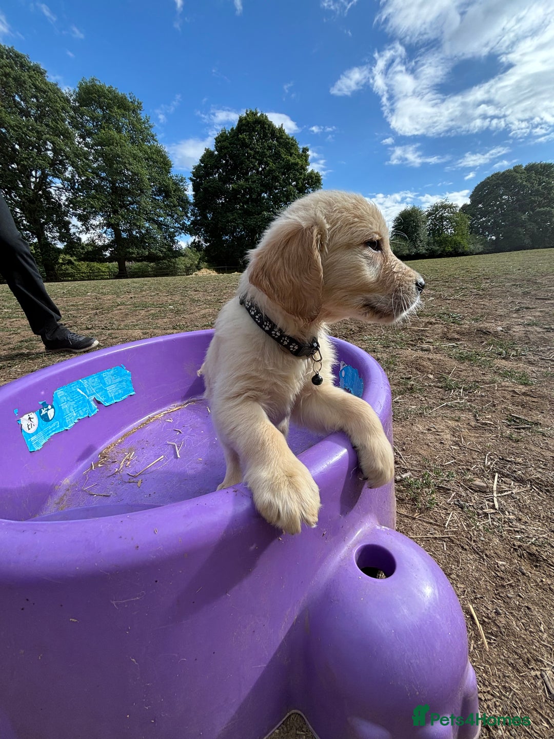 Golden Retriever dogs for sale: Golden Retriever Puppies - Image 4