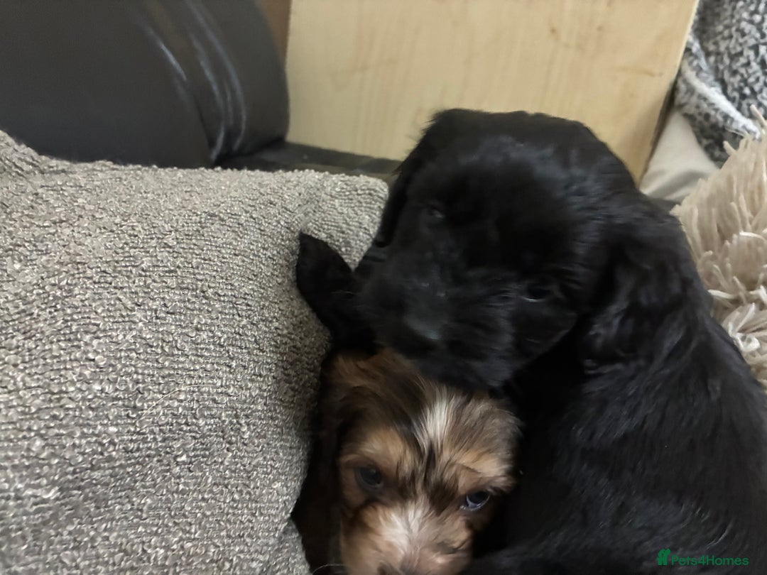 Mixed Breed dogs for sale: Adorable Cockerchons Fluffy, Low-Shed Wonders! - Image 25