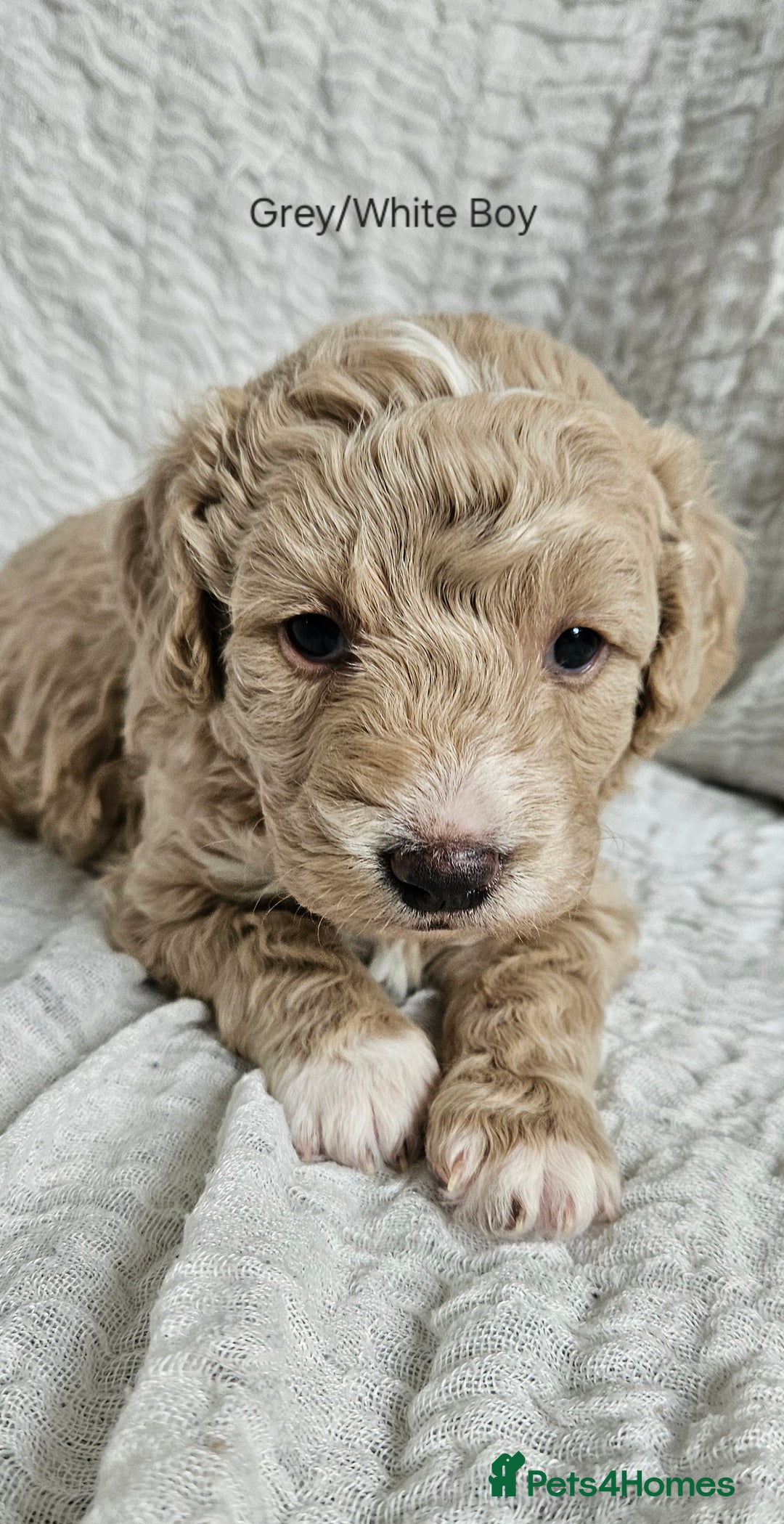 Mini Goldendoodle dogs for sale: Toy Golden Doodles ~ Mini, Loving & Hypoallergenic - Image 17