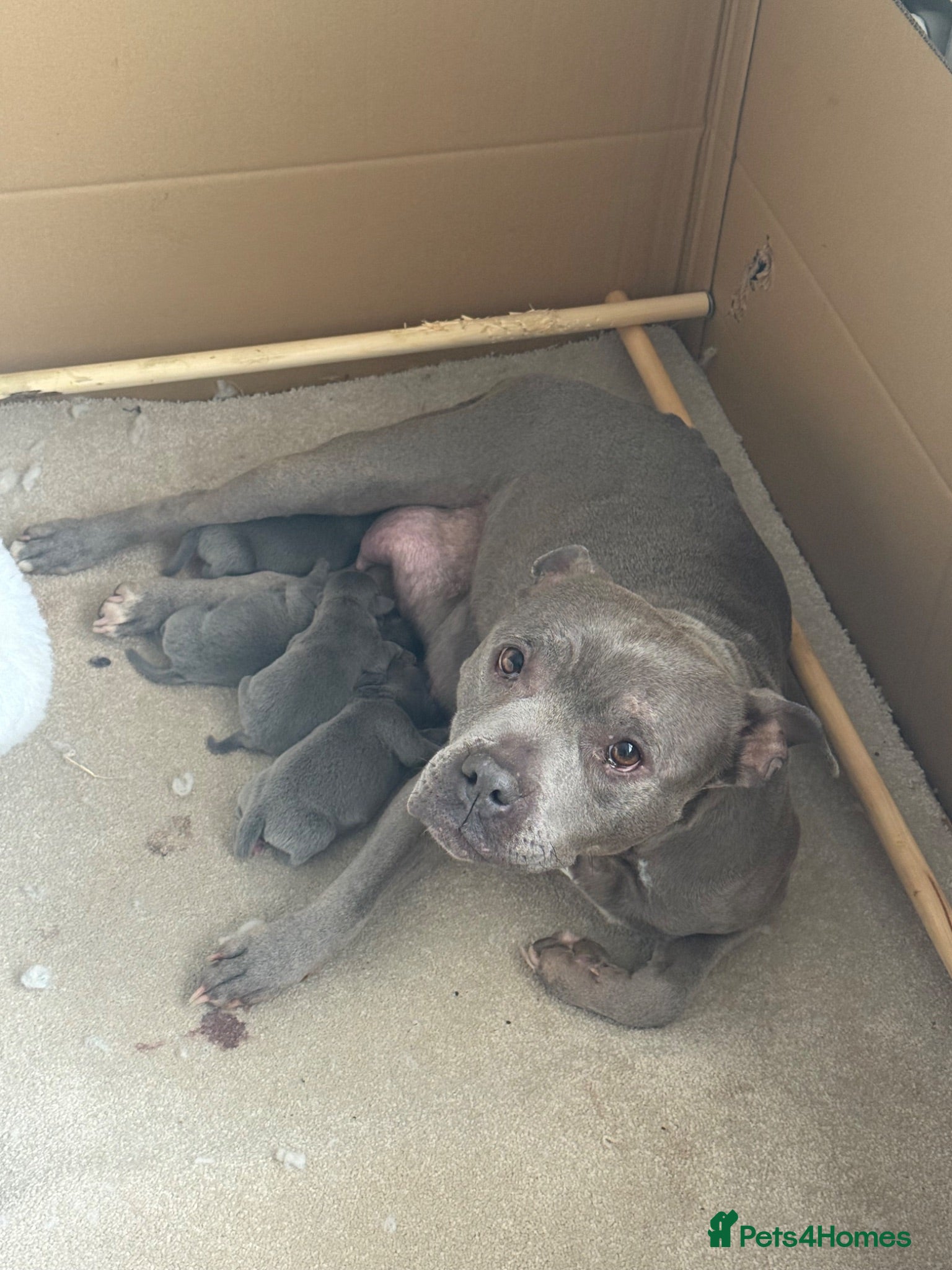 Staffordshire Bull Terrier dogs Four stunning blue Staffordshire bull terriers - Advert 1