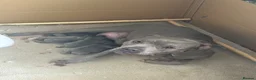 Staffordshire Bull Terrier dogs for sale: Four stunning blue Staffordshire bull terriers - Advert 1