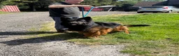 Cocker Spaniel dogs for sale: Very Handsome Blue Roan Cocker Spaniel Male Puppy - Advert 8
