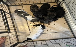 Dachshund dogs for sale: Beautiful dachshunds puppies  - Image 10