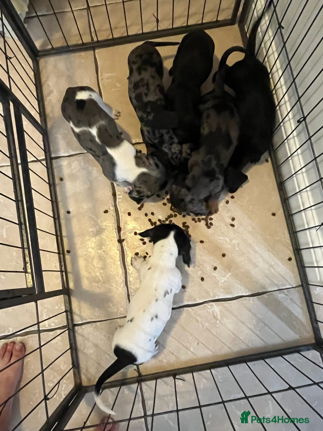 Dachshund dogs for sale: Beautiful dachshunds puppies  - Image 10