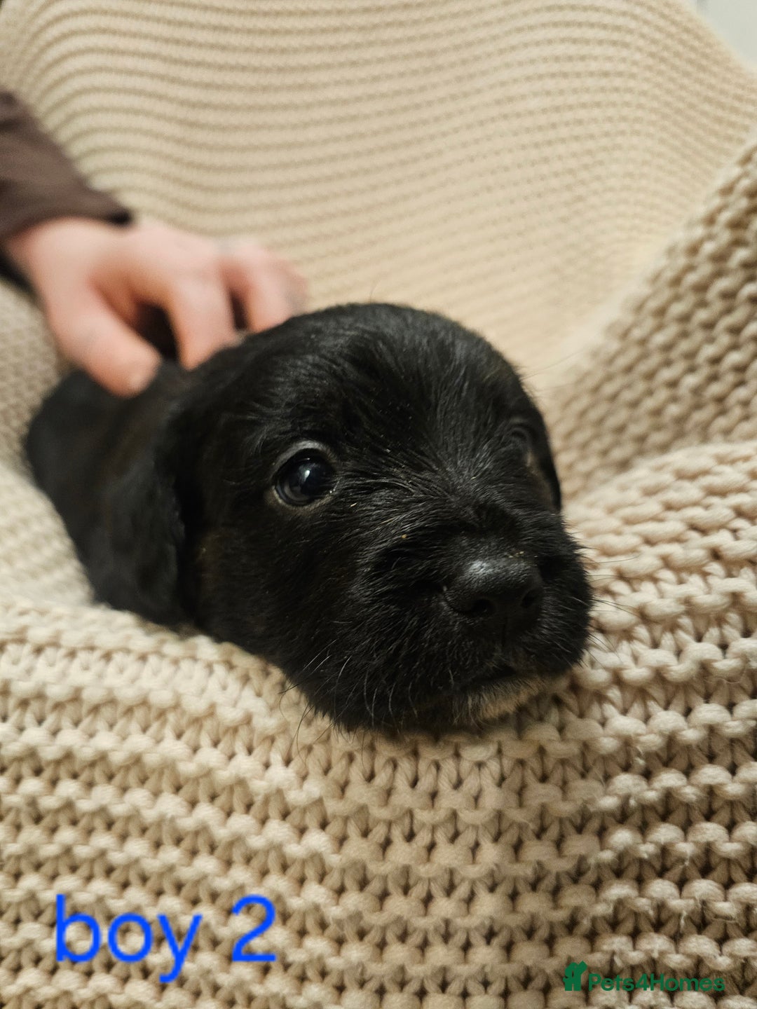 Mixed Breed dogs for sale: Froodle puppies  - Advert 17