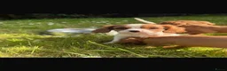 Cavalier King Charles Spaniel dogs for sale: 4 stunning King Charles cavalier puppy’s  - Advert 3
