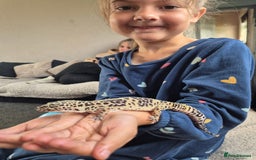 Gecko reptiles for sale: Lovely hand tame leopard gecko - Image 1