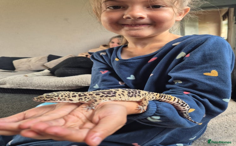 Gecko reptiles - Advert 2