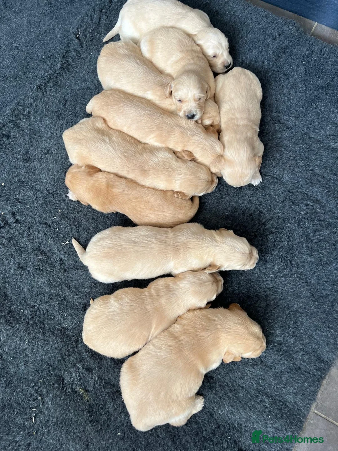 Golden Retriever dogs for sale: Kennel Club Health Tested Golden Retriever Puppies - Advert 1