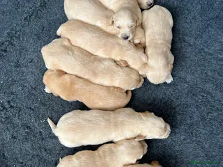 Golden Retriever dogs Kennel Club Health Tested Golden Retriever Puppies - Advert 6